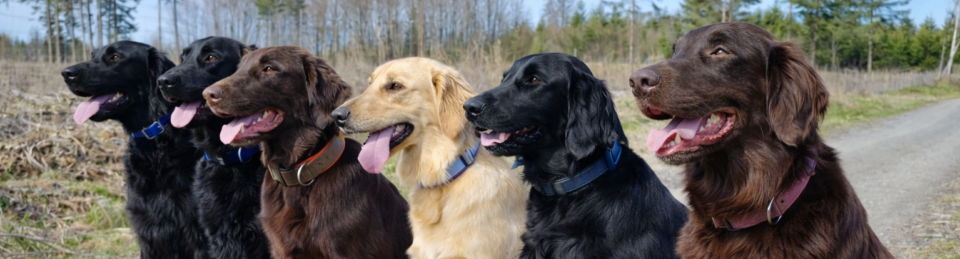 Amazing Flat Beauties